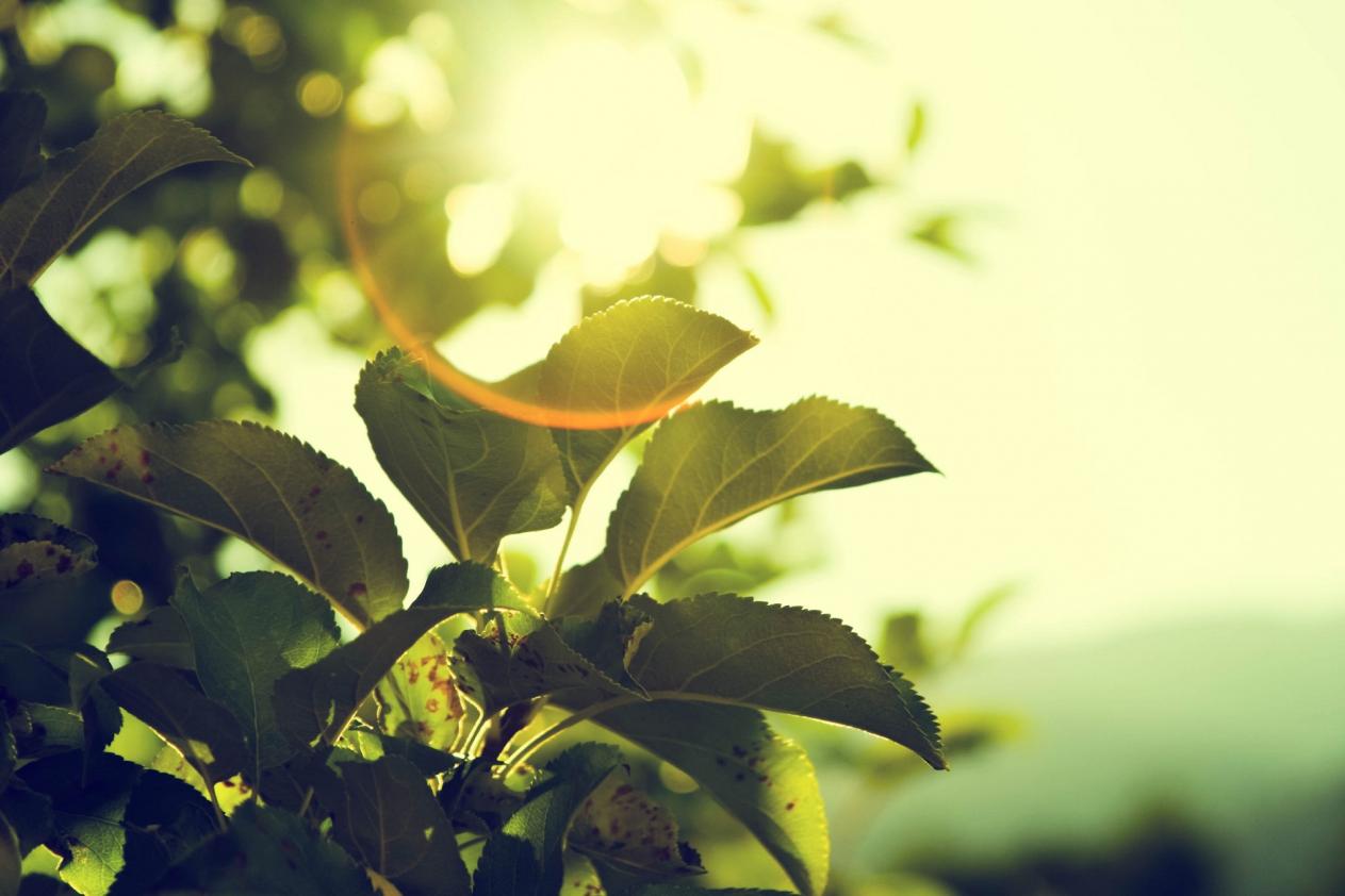 SpringCard develops green packaging! 